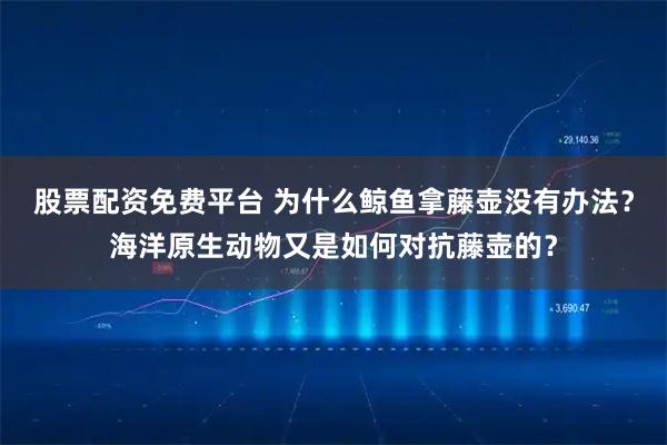 股票配资免费平台 为什么鲸鱼拿藤壶没有办法？海洋原生动物又是如何对抗藤壶的？